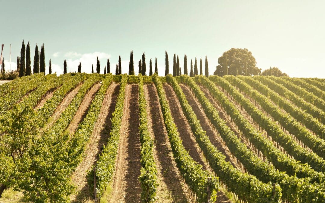 Beyond Chianti: The Southern Tuscany Wines
